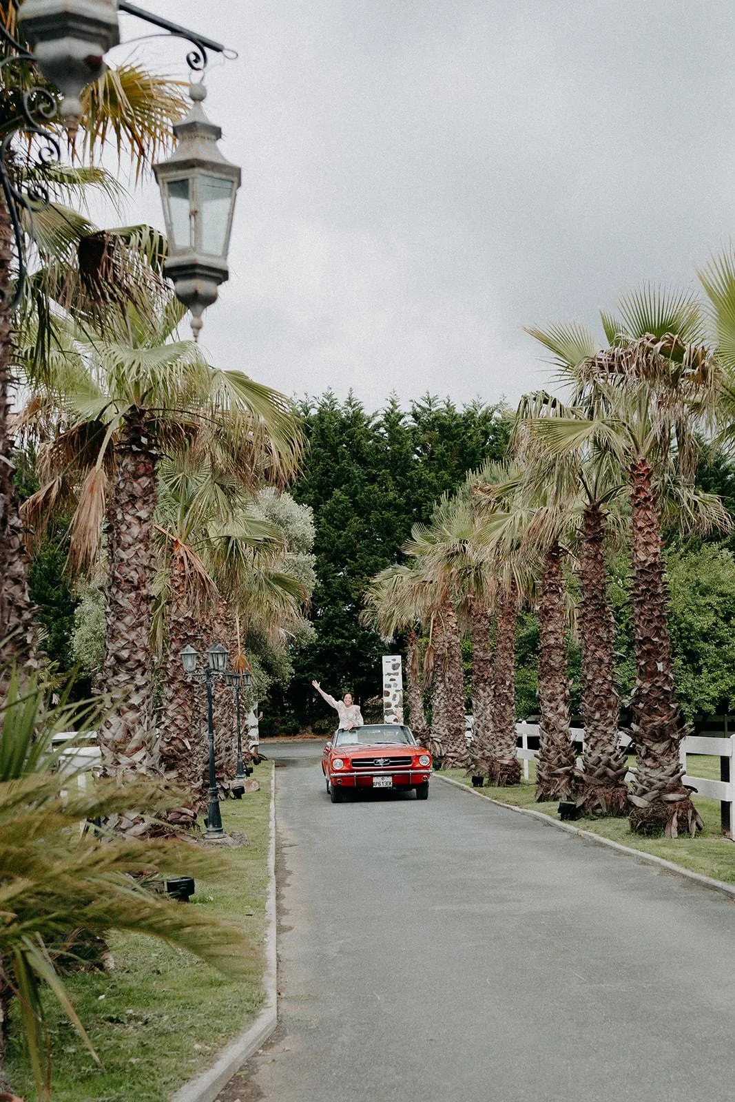 Arrivée des mariés en Mustang cabriolet rouge sous l'allée des palmiers, Domaine Santa Maria